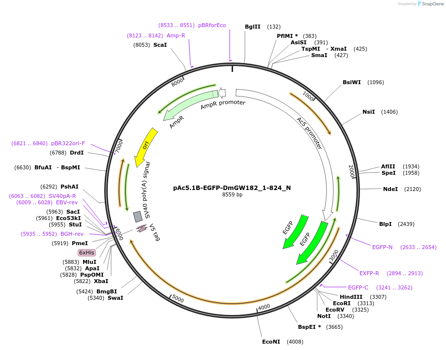 147059-plasmid-map-sequence-id-289506