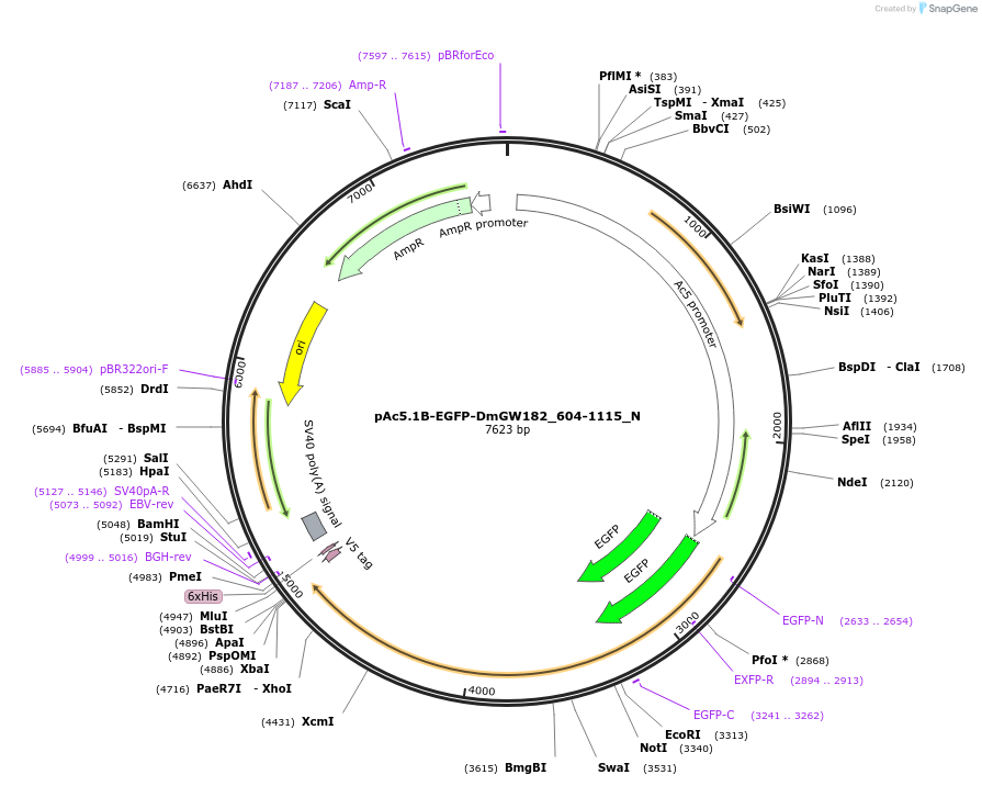 147060-plasmid-map-sequence-id-289507