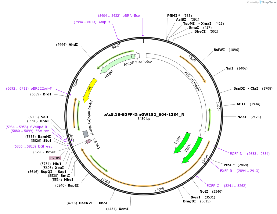 147061-plasmid-map-sequence-id-289508