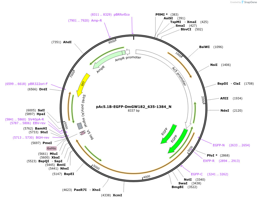 147062-plasmid-map-sequence-id-289509