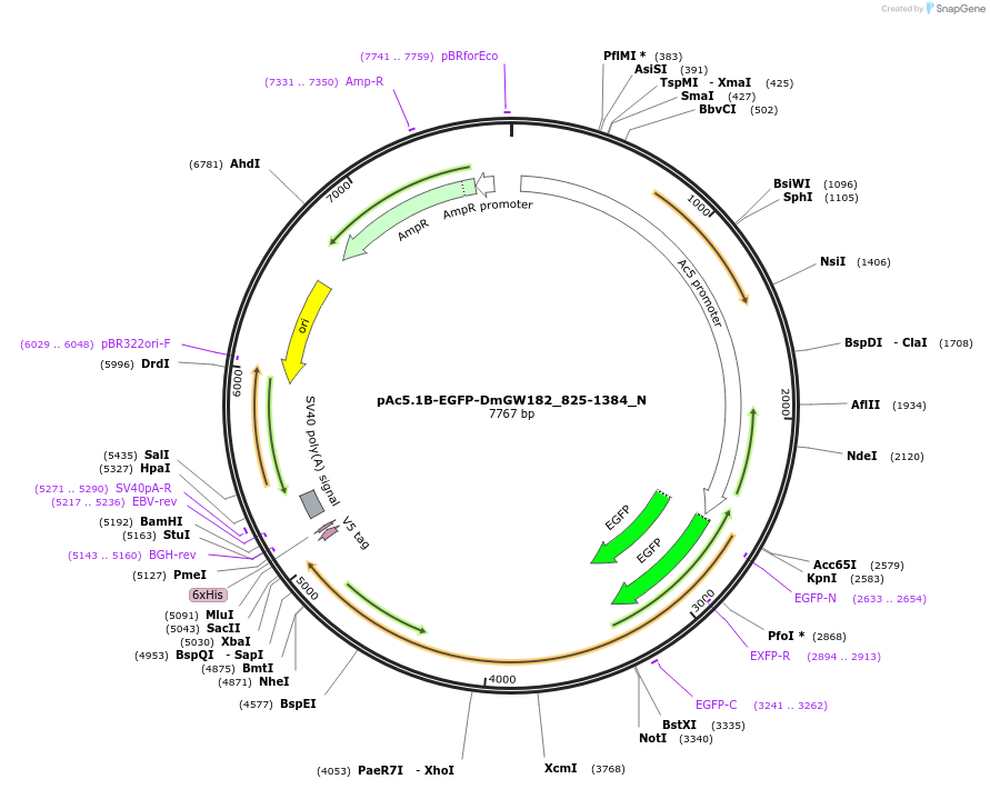 147063-plasmid-map-sequence-id-289510
