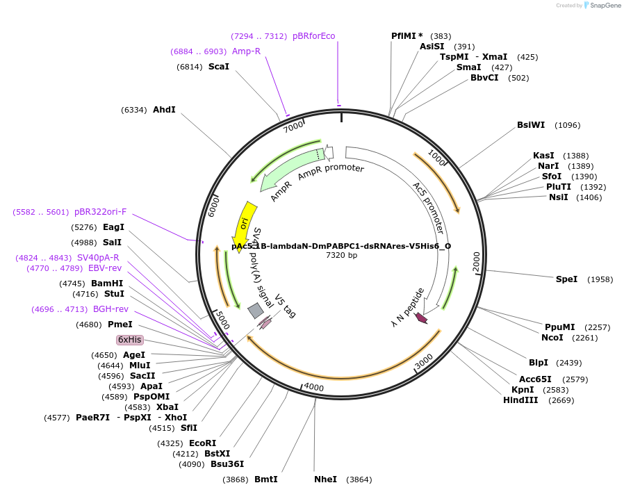 147069-plasmid-map-sequence-id-289516