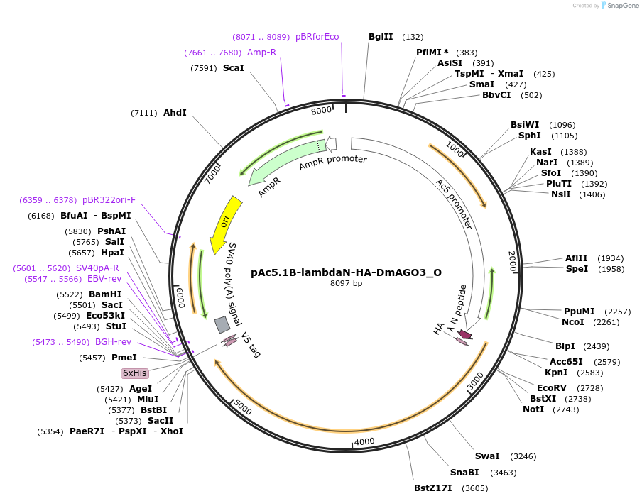 147070-plasmid-map-sequence-id-289517