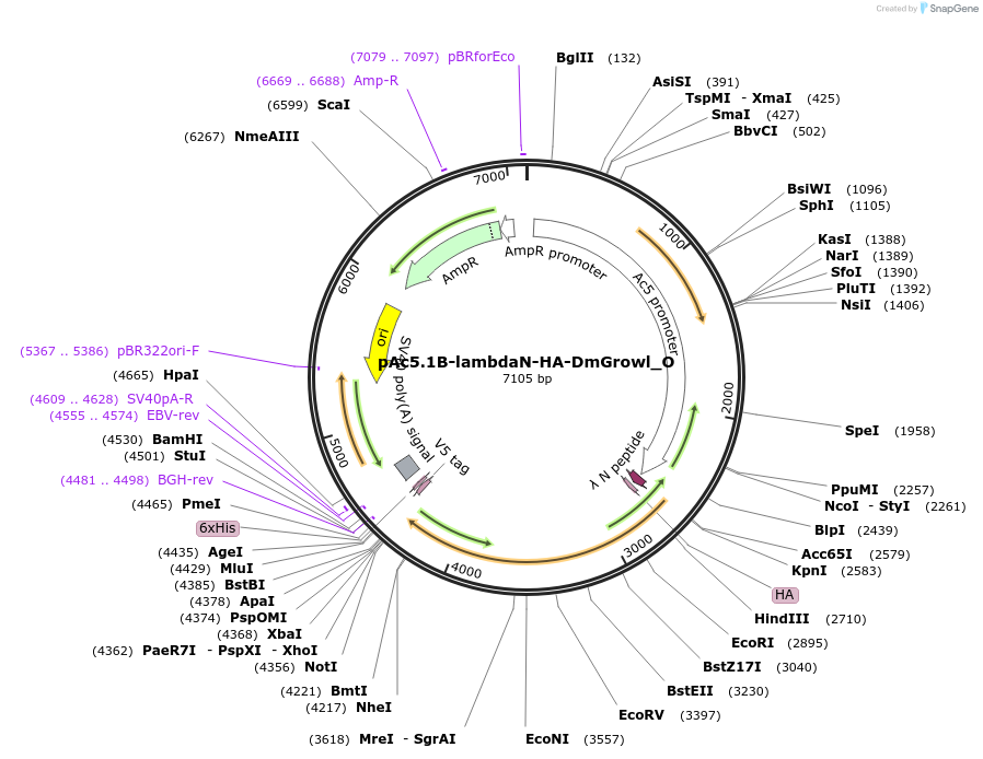 147071-plasmid-map-sequence-id-289518
