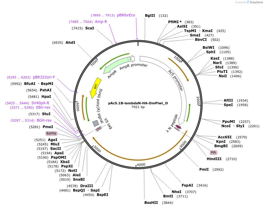 147072-plasmid-map-sequence-id-289519