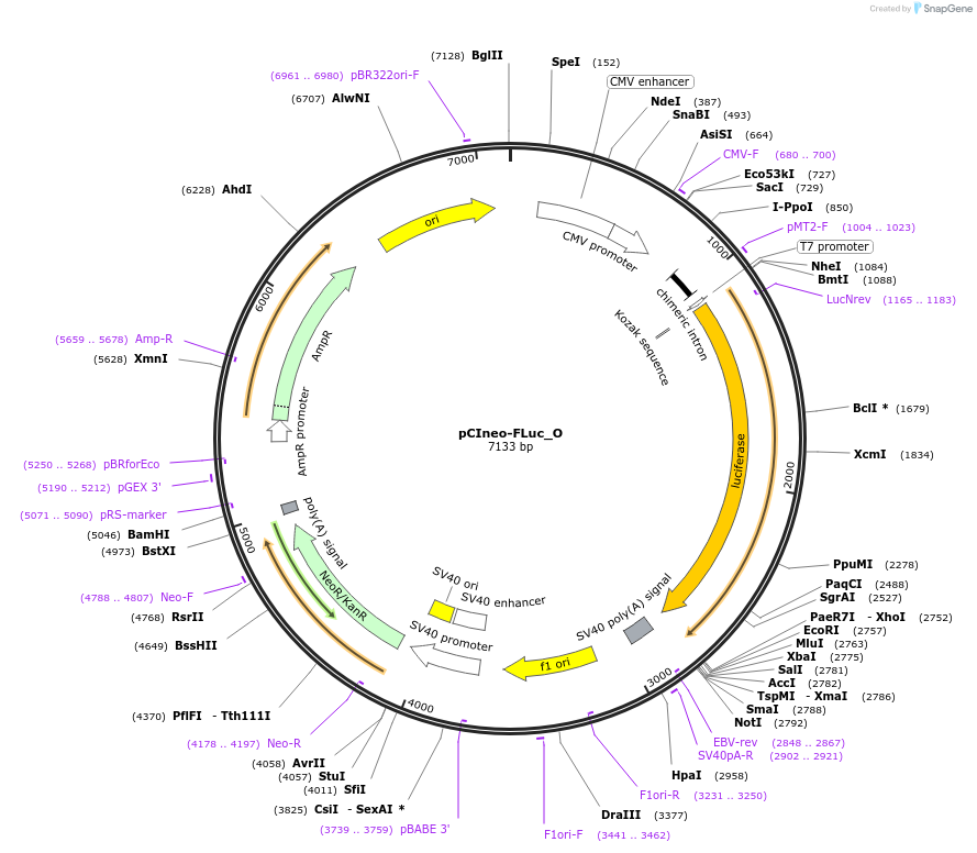 147074-plasmid-map-sequence-id-289521