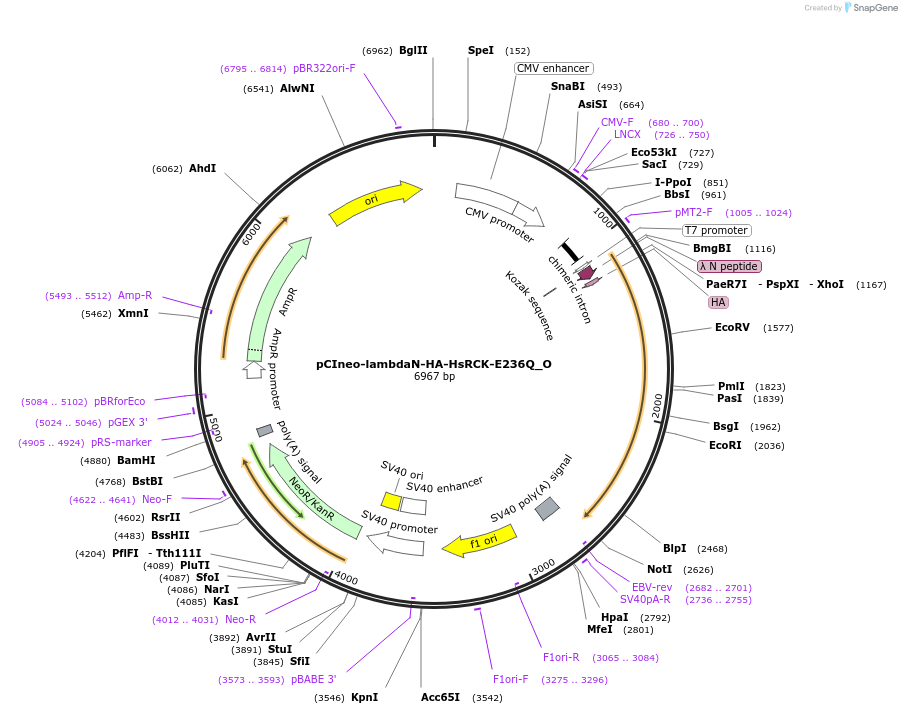 147075-plasmid-map-sequence-id-289522