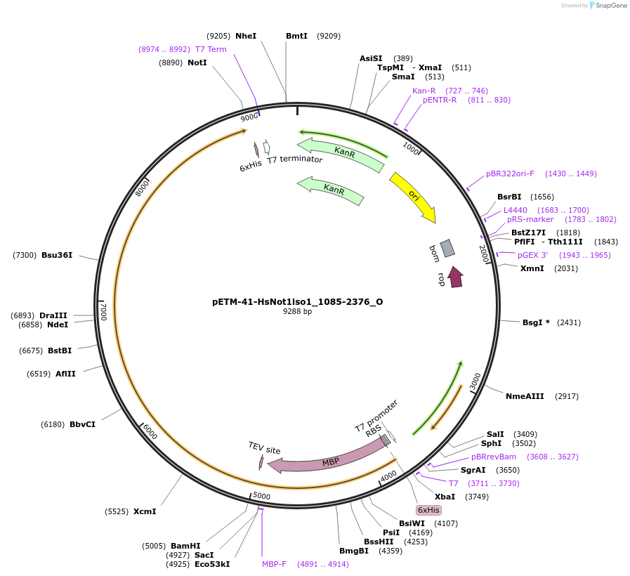 147081-plasmid-map-sequence-id-289528