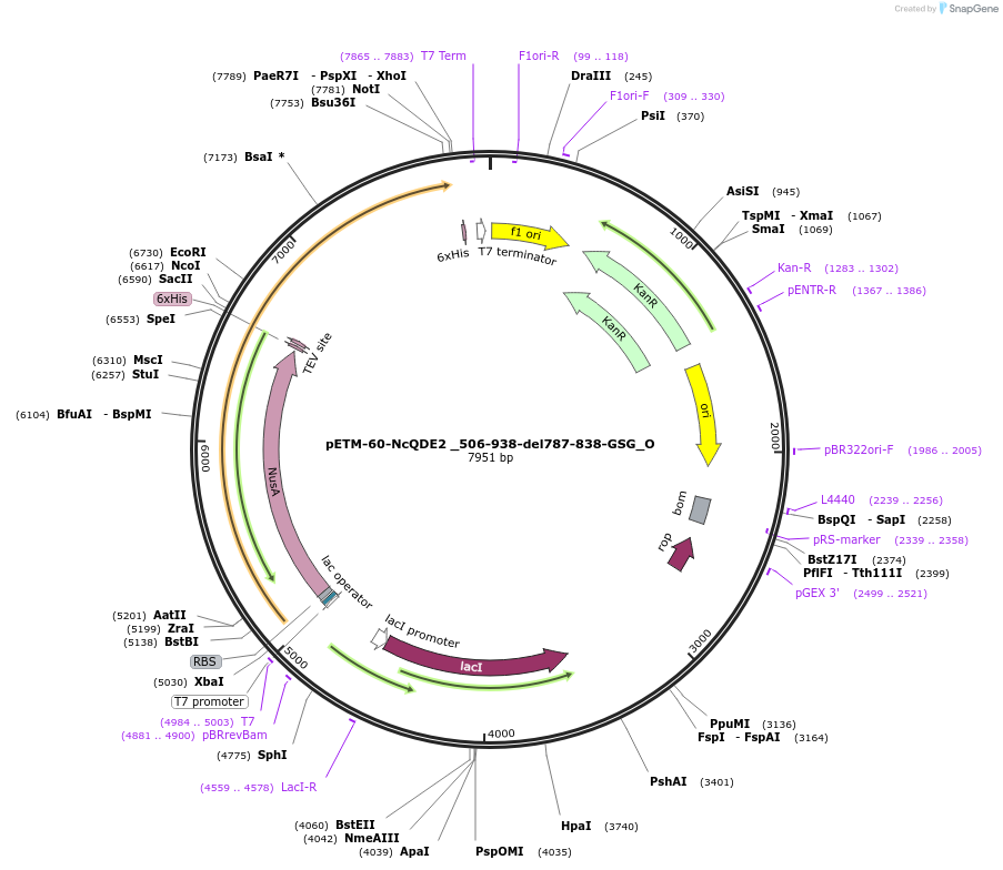 147086-plasmid-map-sequence-id-289533