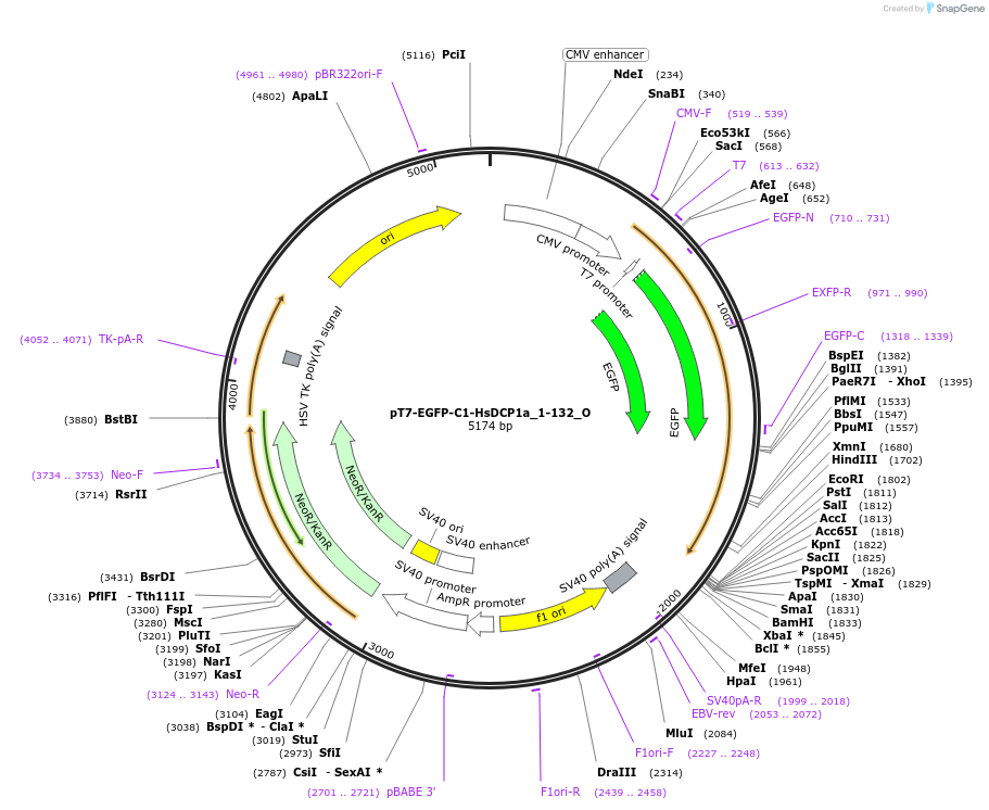 147089-plasmid-map-sequence-id-289536