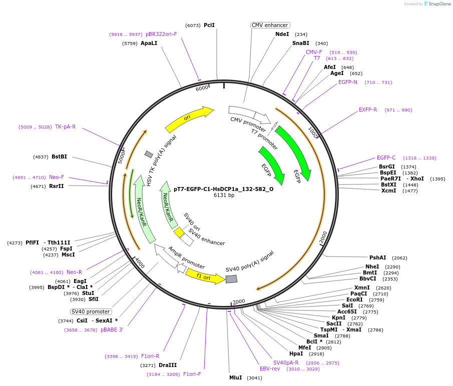 147090-plasmid-map-sequence-id-289537