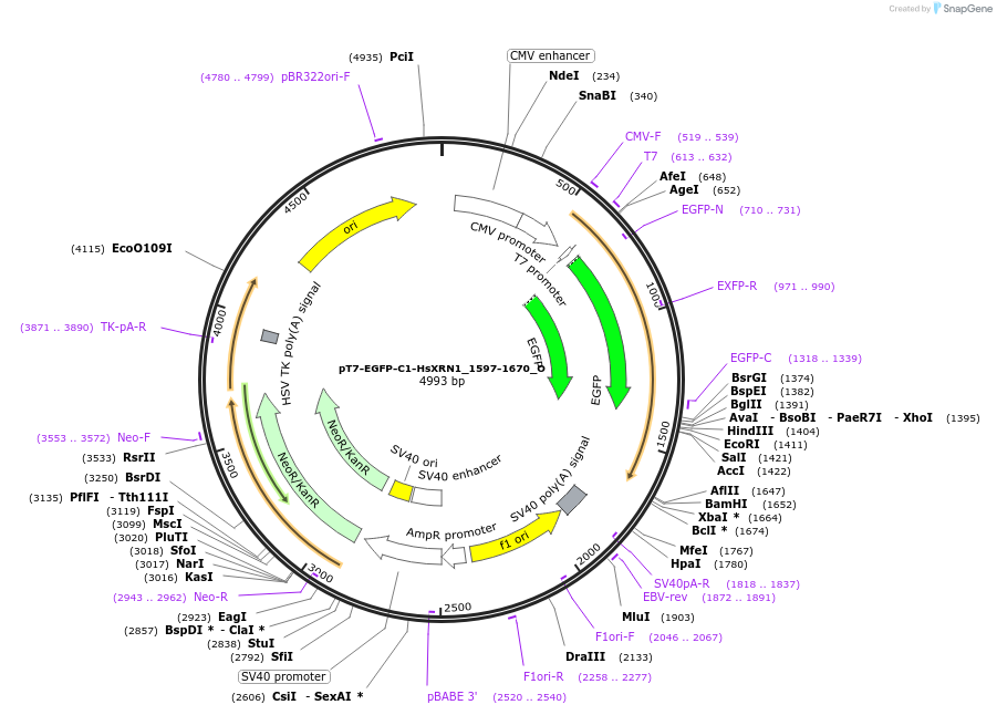 147094-plasmid-map-sequence-id-289541