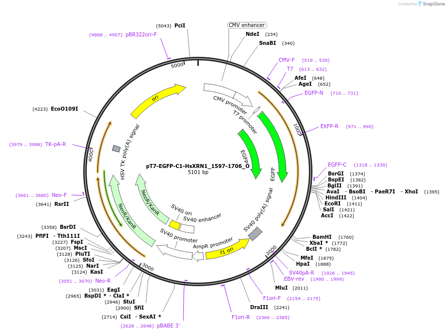 147095-plasmid-map-sequence-id-289542