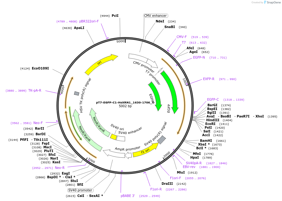 147096-plasmid-map-sequence-id-289543