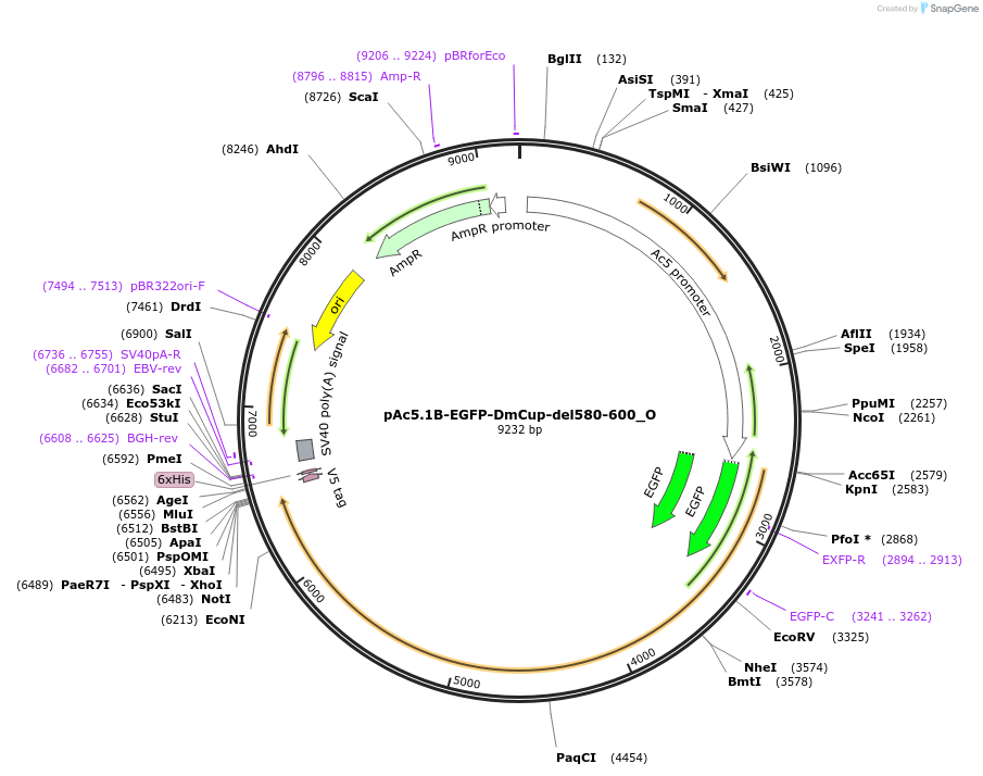 147101-plasmid-map-sequence-id-289548