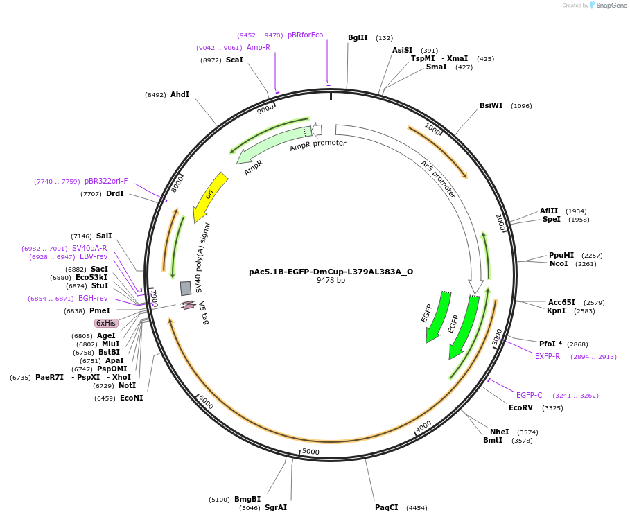 147102-plasmid-map-sequence-id-289549