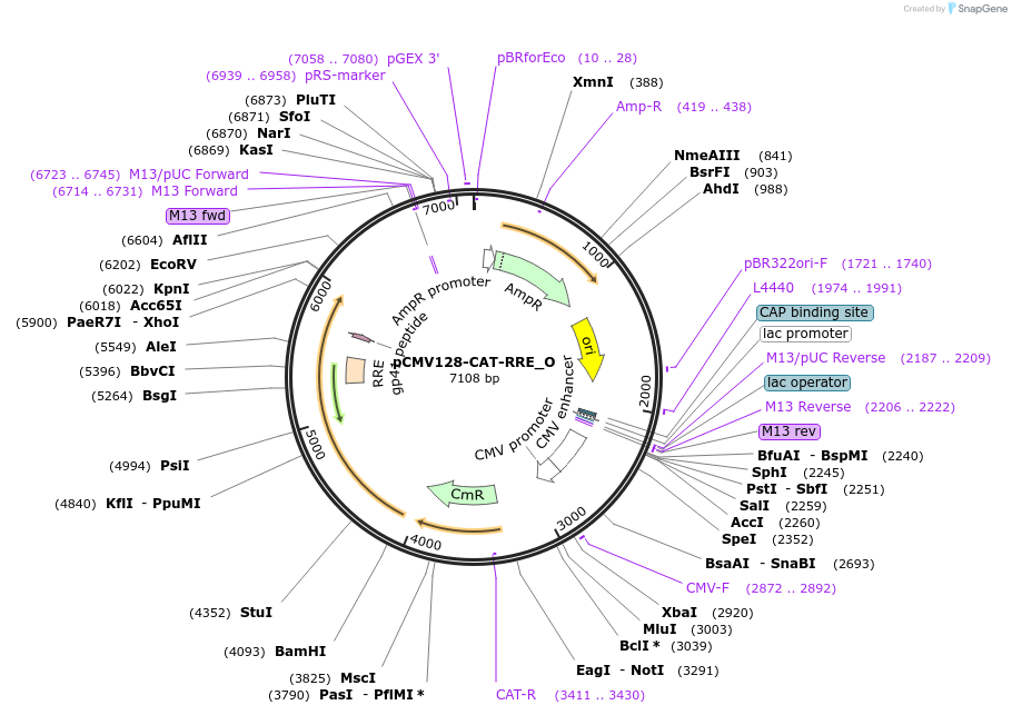 147104-plasmid-map-sequence-id-289551