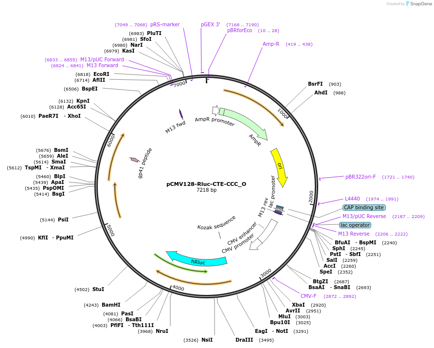147107-plasmid-map-sequence-id-289554