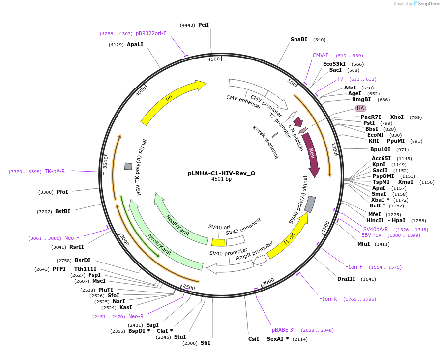147111-plasmid-map-sequence-id-289558
