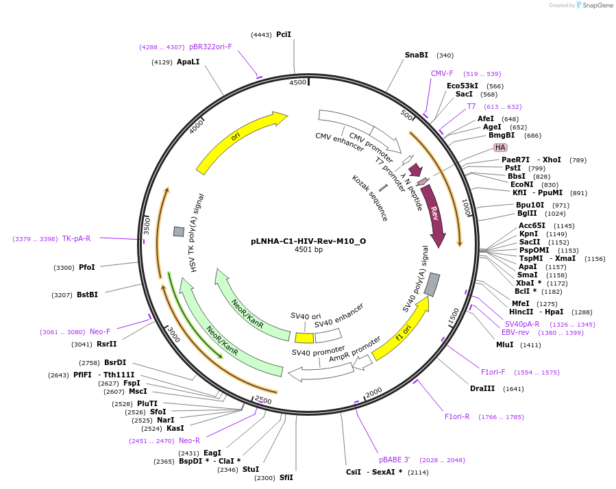 147112-plasmid-map-sequence-id-289559