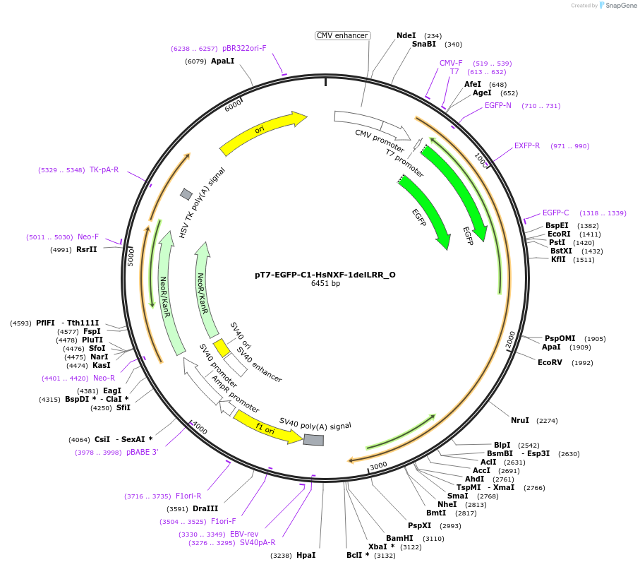 147117-plasmid-map-sequence-id-289564