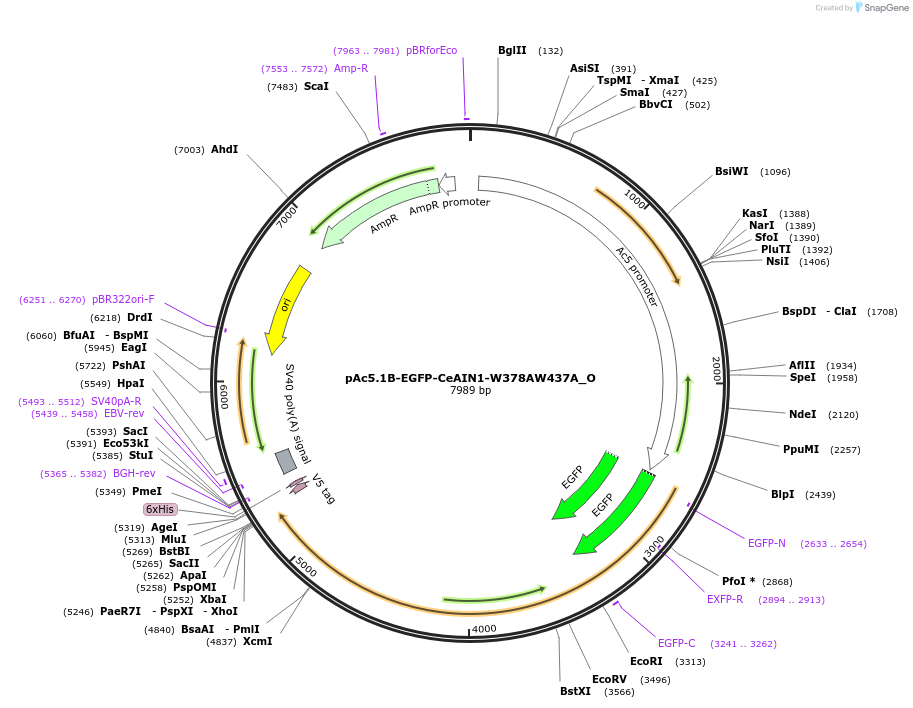 147125-plasmid-map-sequence-id-289572