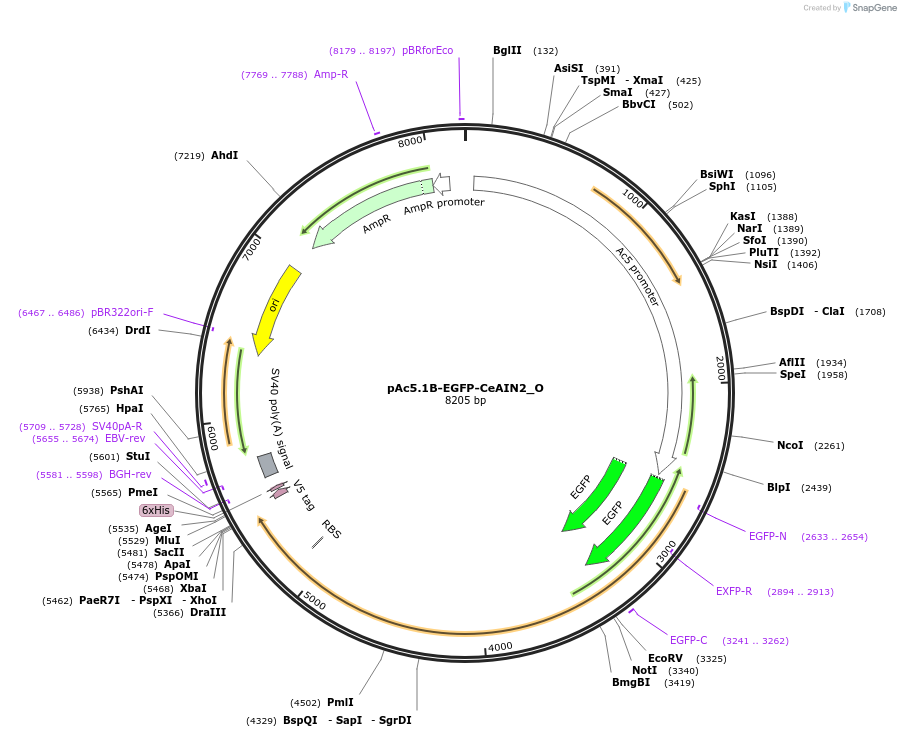 147127-plasmid-map-sequence-id-289574