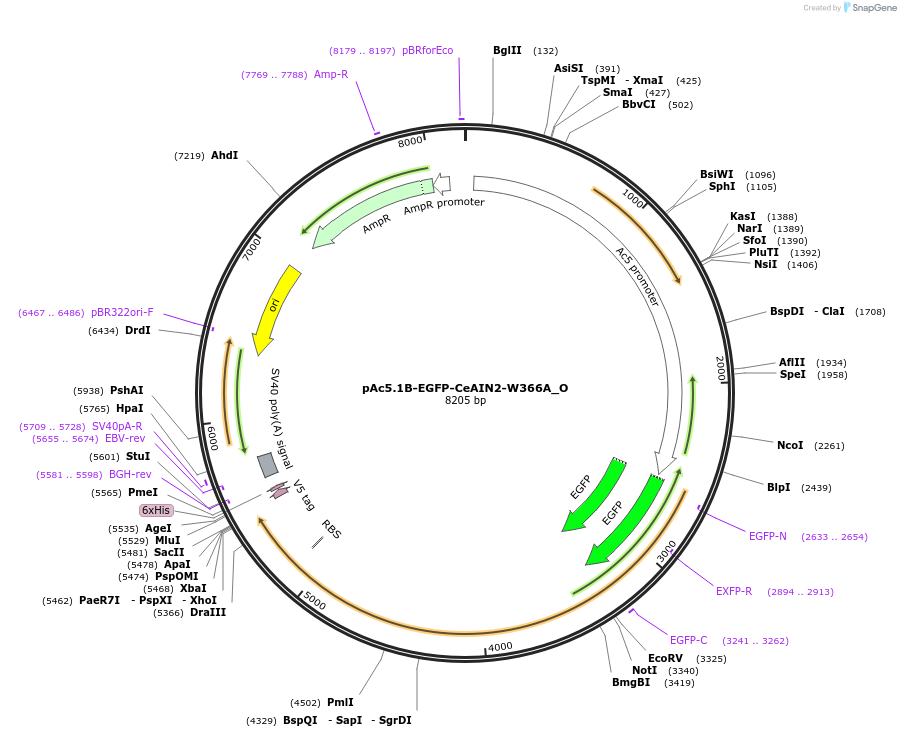 147129-plasmid-map-sequence-id-289576