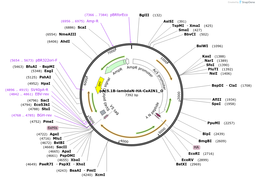 147130-plasmid-map-sequence-id-289577