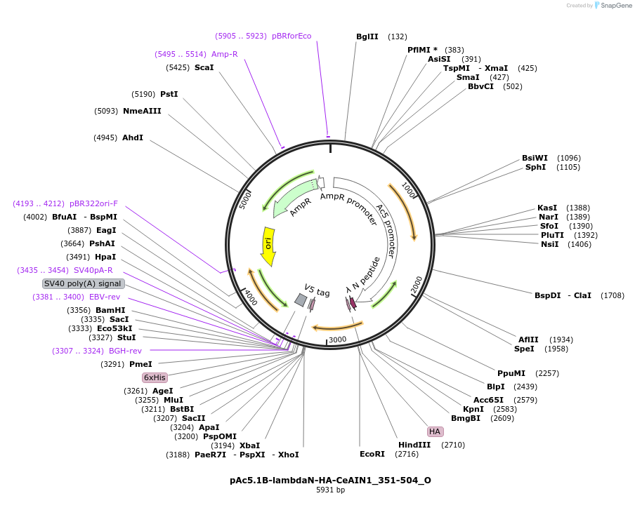 147132-plasmid-map-sequence-id-289579