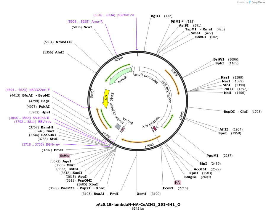 147133-plasmid-map-sequence-id-289580