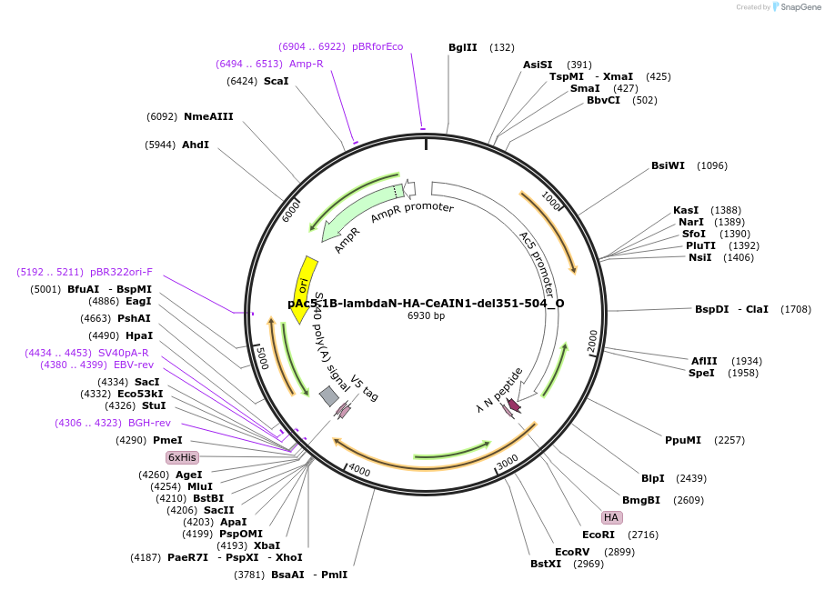 147134-plasmid-map-sequence-id-289581