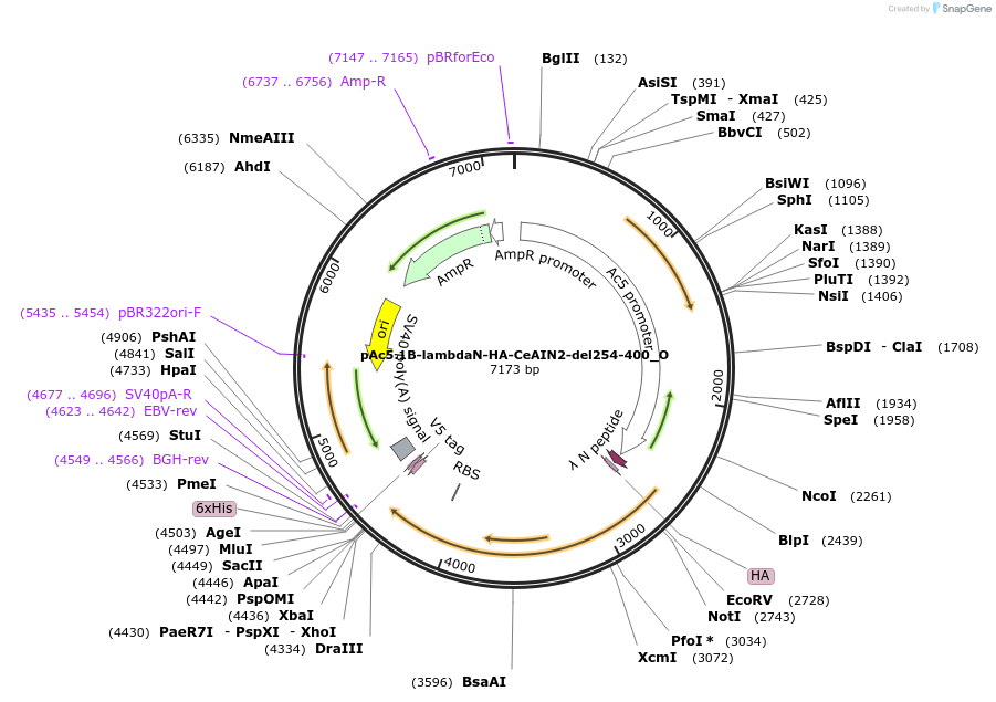 147140-plasmid-map-sequence-id-289587