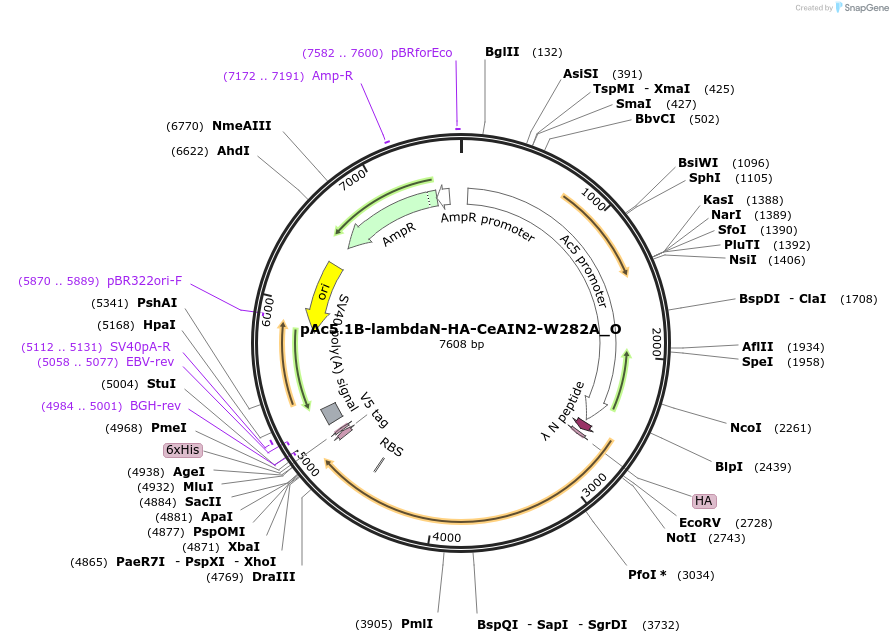 147141-plasmid-map-sequence-id-289588