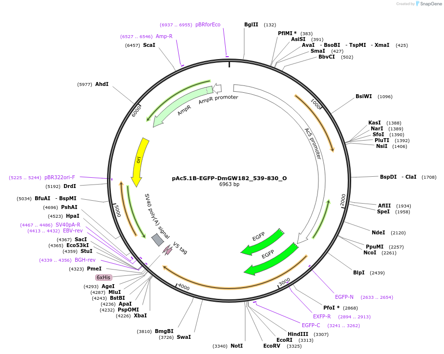 147150-plasmid-map-sequence-id-289597