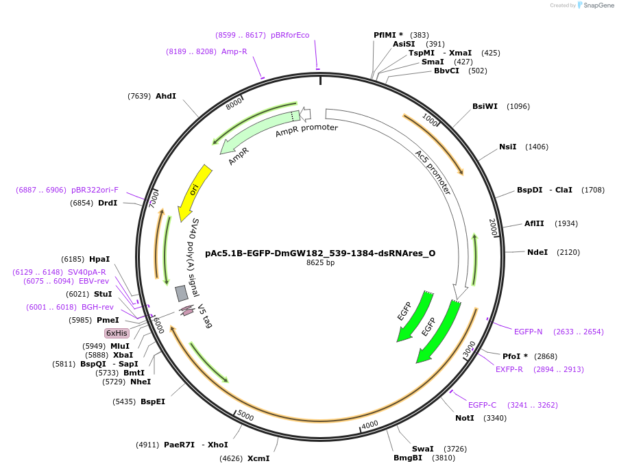 147152-plasmid-map-sequence-id-289599