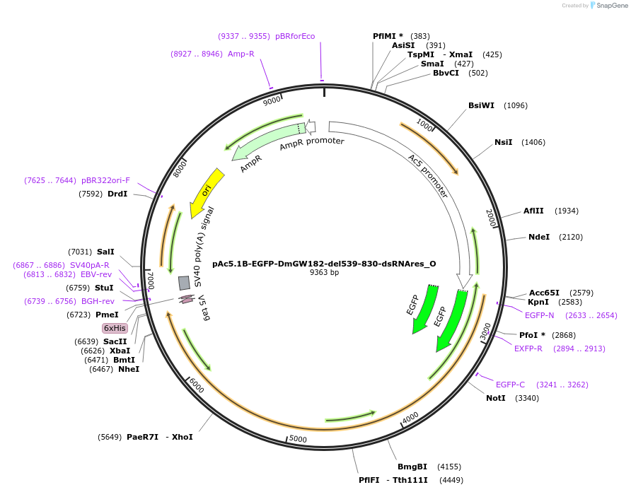 147153-plasmid-map-sequence-id-289600