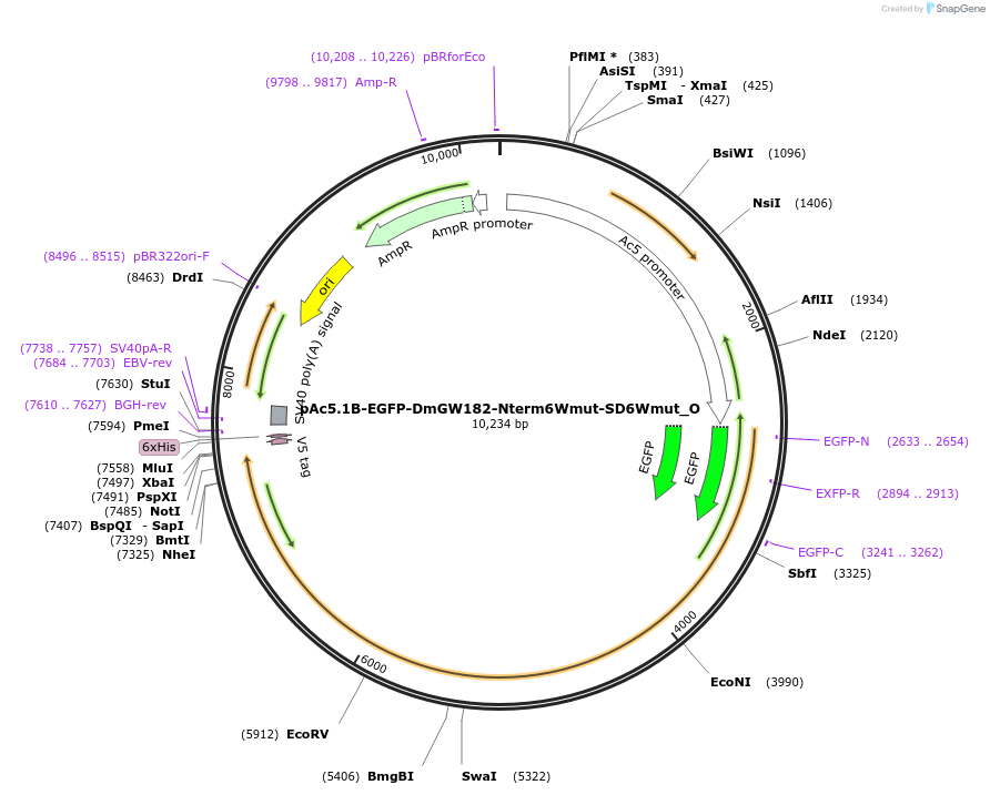147154-plasmid-map-sequence-id-289601