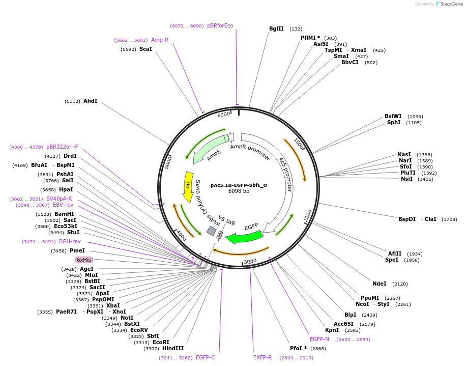 147156-plasmid-map-sequence-id-289603