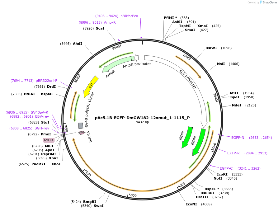 147159-plasmid-map-sequence-id-289606