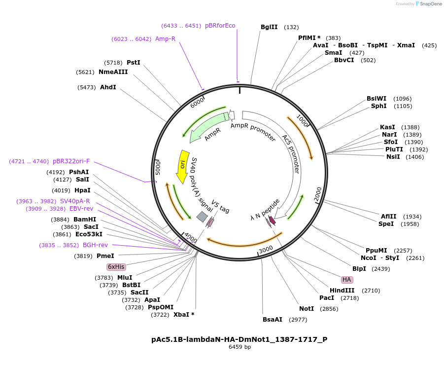 147172-plasmid-map-sequence-id-289619