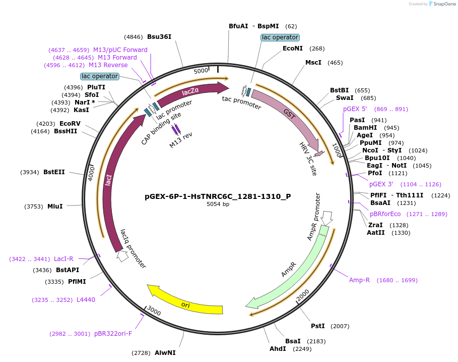 147179-plasmid-map-sequence-id-289626
