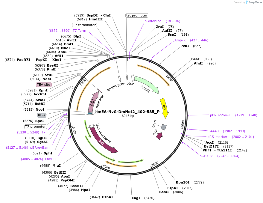 147184-plasmid-map-sequence-id-289631