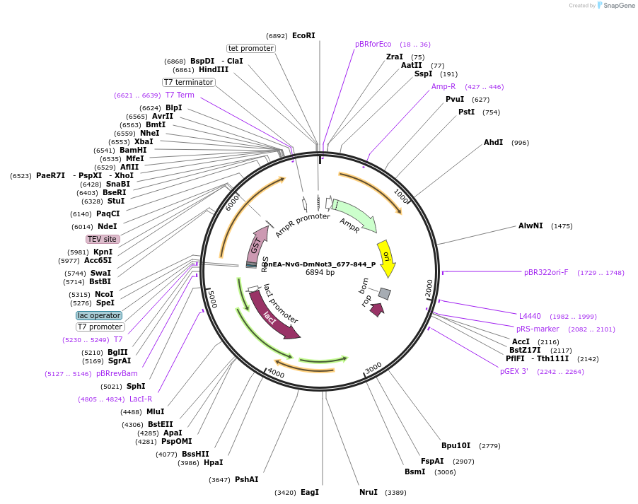 147185-plasmid-map-sequence-id-289632