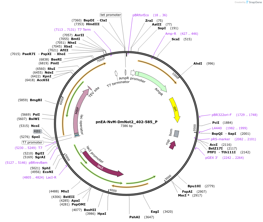 147189-plasmid-map-sequence-id-289636