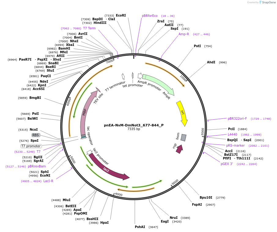 147190-plasmid-map-sequence-id-289637