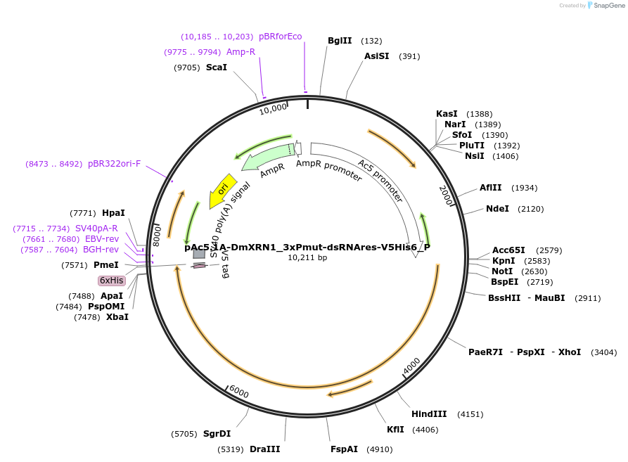 147205-plasmid-map-sequence-id-289652