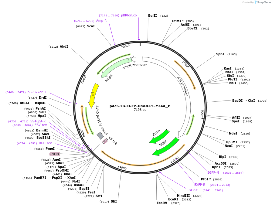 147214-plasmid-map-sequence-id-289661