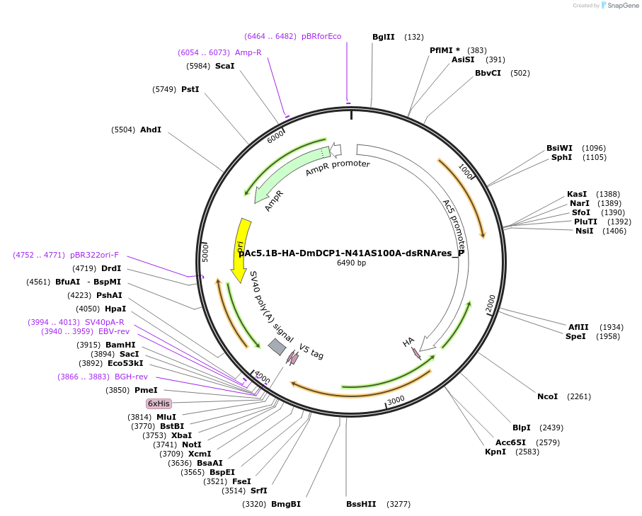 147215-plasmid-map-sequence-id-289662