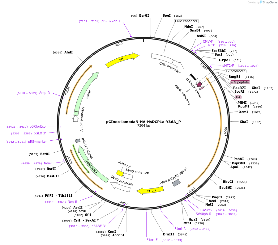 147218-plasmid-map-sequence-id-289665